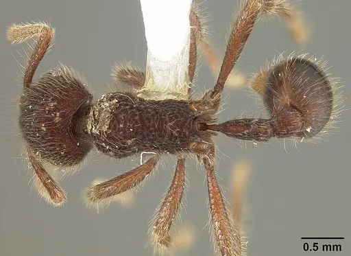 Hylomyrma immanis specimen USNMENT00411903 image usnment00411903_1