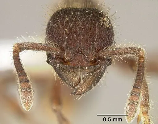 Hylomyrma immanis specimen USNMENT00411903 image usnment00411903_2
