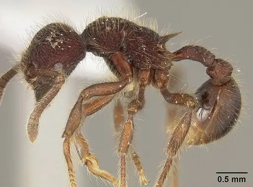 Hylomyrma immanis specimen USNMENT00411903 image usnment00411903_3