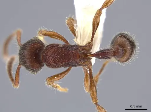 Hylomyrma jeronimae specimen CASENT0636001 image casent0636001_1