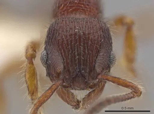 Hylomyrma jeronimae specimen CASENT0636001 image casent0636001_2
