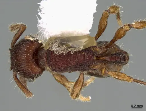 Hylomyrma jeronimae specimen CASENT0923621 image casent0923621_1