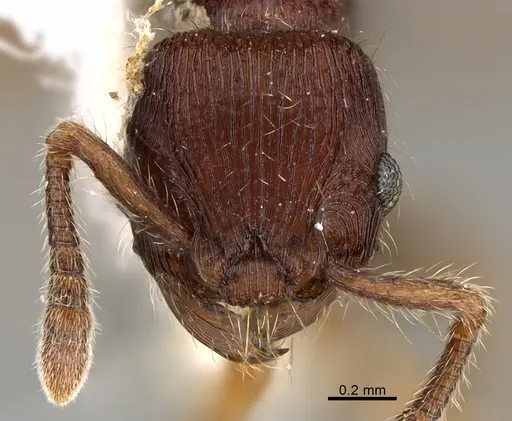 Hylomyrma jeronimae specimen CASENT0923621 image casent0923621_2