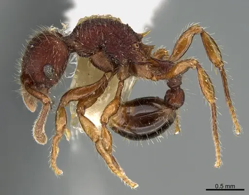 Hylomyrma jeronimae specimen CASENT0923621 image casent0923621_3
