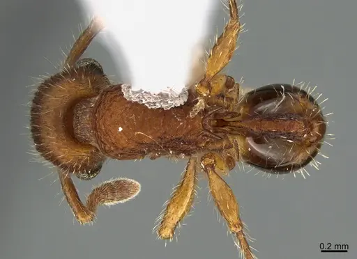 Hylomyrma jeronimae specimen CASENT0923622 image casent0923622_1