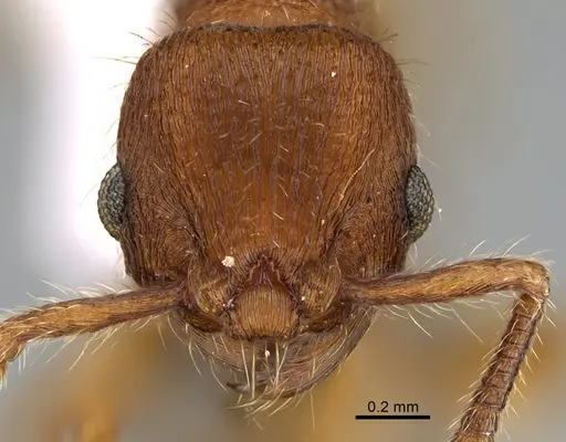 Hylomyrma jeronimae specimen CASENT0923622 image casent0923622_2