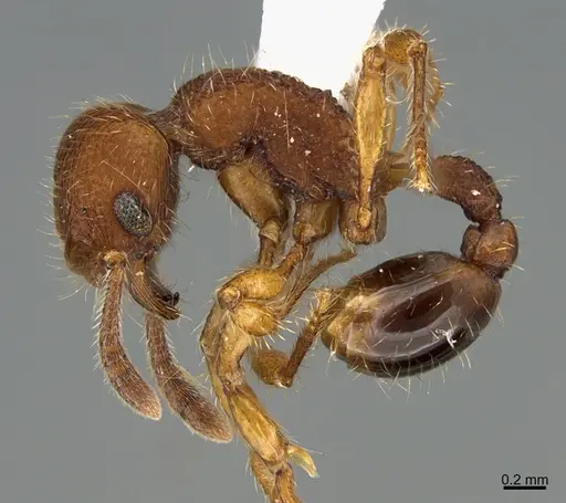 Hylomyrma jeronimae specimen CASENT0923622 image casent0923622_3