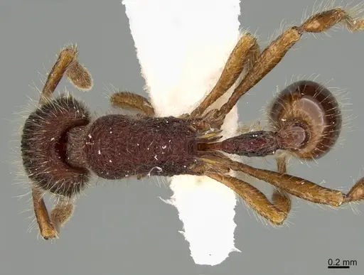 Hylomyrma lispectorae specimen MCZ-ENT00524670 image mcz-ent00524670_1