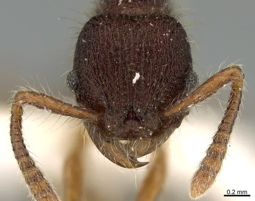 Hylomyrma lispectorae specimen MCZ-ENT00524670 image mcz-ent00524670_2