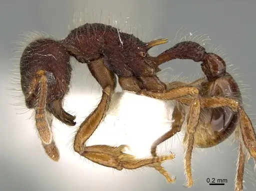 Hylomyrma lispectorae specimen MCZ-ENT00524670 image mcz-ent00524670_3