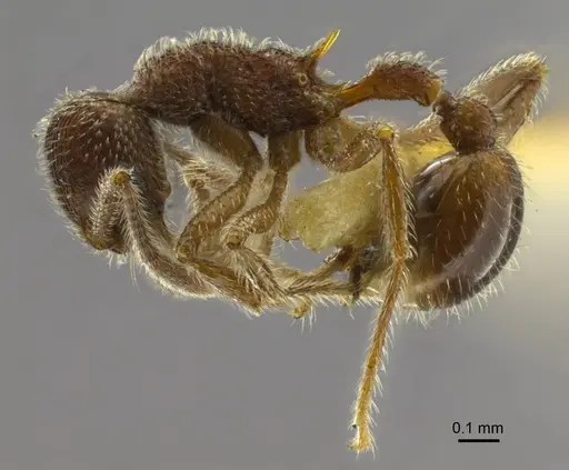 Hylomyrma longiscapa specimen ANTWEB1008991 image antweb1008991_3