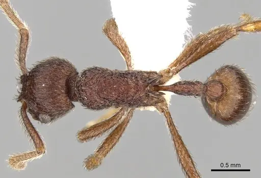 Hylomyrma longiscapa specimen CASENT0280843 image casent0280843_1