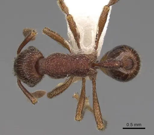 Hylomyrma longiscapa specimen CASENT0923017 image casent0923017_1