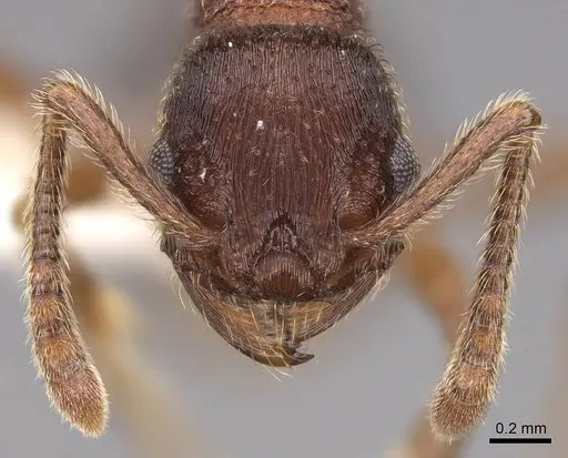 Hylomyrma longiscapa specimen CASENT0923017 image casent0923017_2
