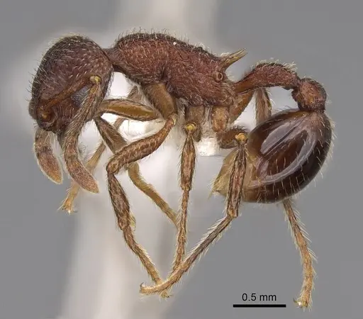 Hylomyrma longiscapa specimen CASENT0923017 image casent0923017_3