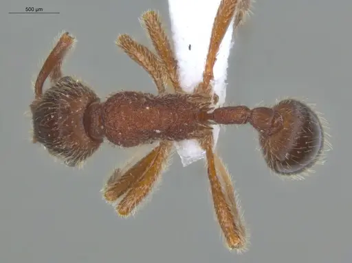 Hylomyrma longiscapa specimen ECOFOG-SL13-1192-46 image ecofog-sl13-1192-46_1