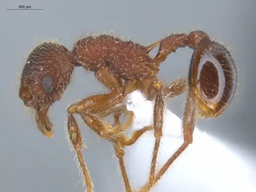 Hylomyrma longiscapa specimen ECOFOG-SL13-1192-46 image ecofog-sl13-1192-46_3