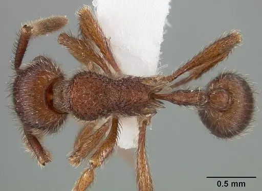 Hylomyrma longiscapa specimen USNMENT01124228 image usnment01124228_1