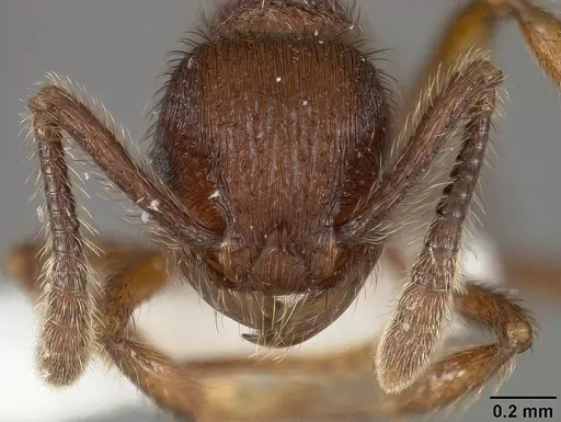 Hylomyrma longiscapa specimen USNMENT01124228 image usnment01124228_2