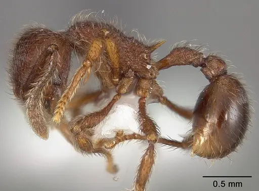 Hylomyrma longiscapa specimen USNMENT01124228 image usnment01124228_3