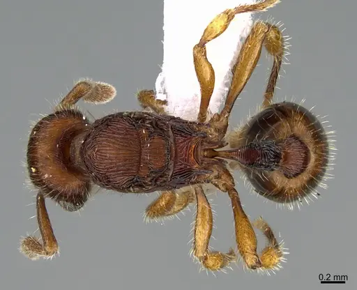 Hylomyrma lopesi specimen CASENT0923623 image casent0923623_1