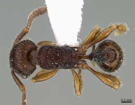 Hylomyrma lopesi specimen CASENT0923637 image casent0923637_1