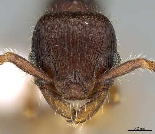 Hylomyrma lopesi specimen CASENT0923637 image casent0923637_2