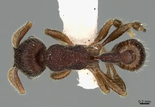 Hylomyrma macielae specimen MCZ-ENT00525515 image mcz-ent00525515_1