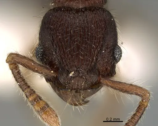 Hylomyrma macielae specimen MCZ-ENT00525515 image mcz-ent00525515_2