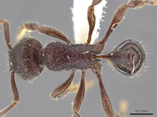 Hylomyrma mariae specimen CASENT0637787 image casent0637787_1