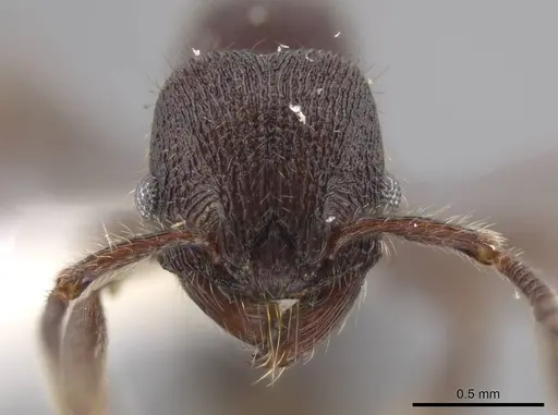 Hylomyrma mariae specimen CASENT0637787 image casent0637787_2