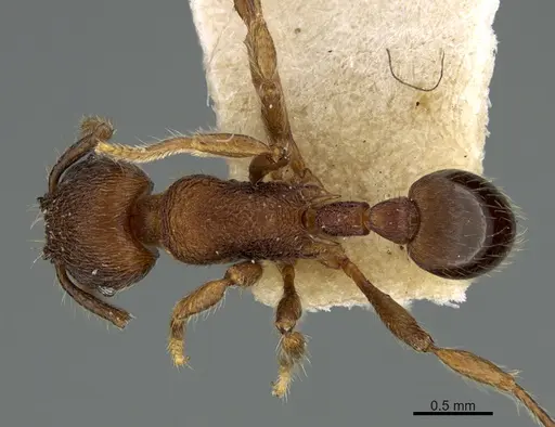 Hylomyrma mariae specimen CASENT0923625 image casent0923625_1