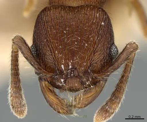 Hylomyrma mariae specimen CASENT0923625 image casent0923625_2