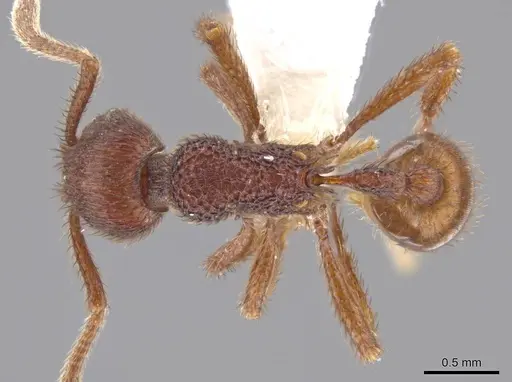 Hylomyrma marielleae specimen CASENT0637613 image casent0637613_1