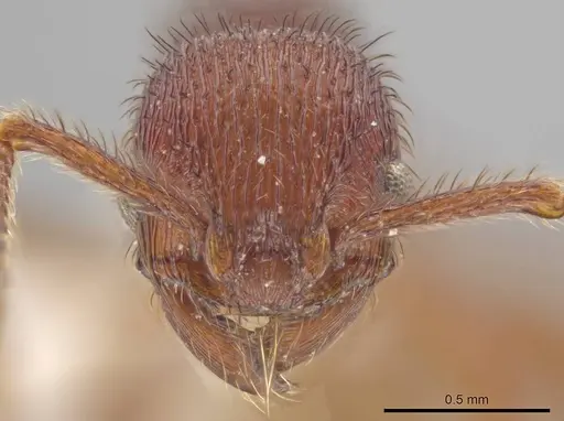 Hylomyrma marielleae specimen CASENT0637613 image casent0637613_2
