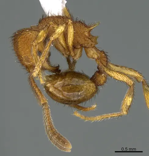 Hylomyrma marielleae specimen CASENT0923626 image casent0923626_3