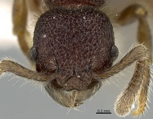 Hylomyrma mitiae specimen CASENT0923636 image casent0923636_2