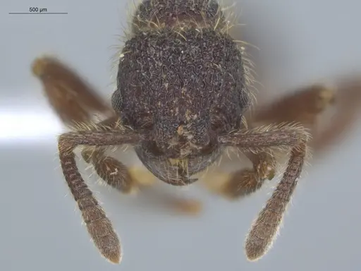 Hylomyrma mitiae specimen ECOFOG-MI15-0374-27 image ecofog-mi15-0374-27_2