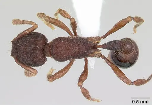 Hylomyrma montana specimen CASENT0428625 image casent0428625_1