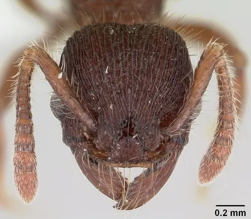 Hylomyrma montana specimen CASENT0428625 image casent0428625_2