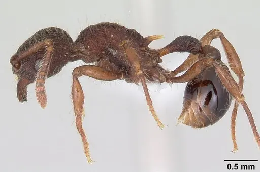 Hylomyrma montana specimen CASENT0428625 image casent0428625_3