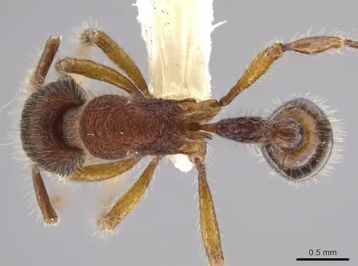Hylomyrma montana specimen CASENT0633349 image casent0633349_1