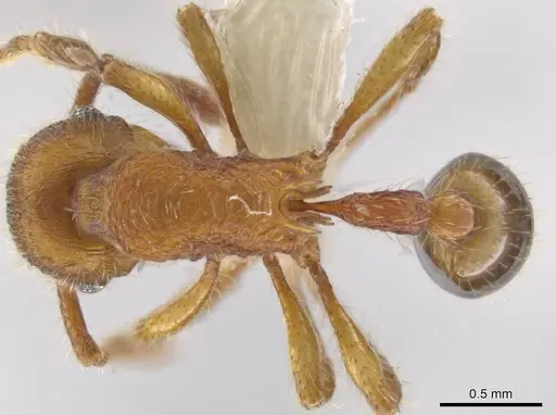 Hylomyrma montana specimen CASENT0633695 image casent0633695_1