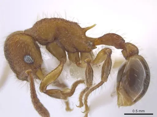 Hylomyrma montana specimen CASENT0633695 image casent0633695_3