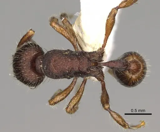 Hylomyrma montana specimen CASENT0637306 image casent0637306_1
