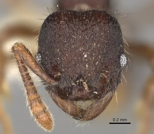 Hylomyrma montana specimen CASENT0637306 image casent0637306_3
