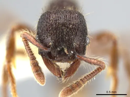 Hylomyrma montana specimen CASENT0637306 image casent0637306_4