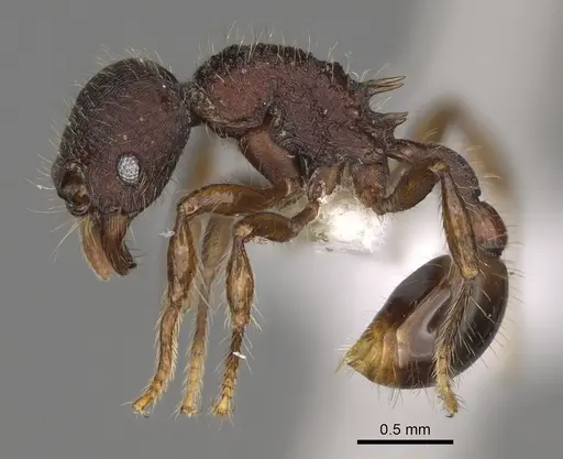 Hylomyrma montana specimen CASENT0637306 image casent0637306_5