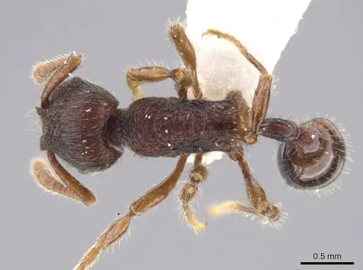 Hylomyrma montana specimen INB0003665629 image inb0003665629_1