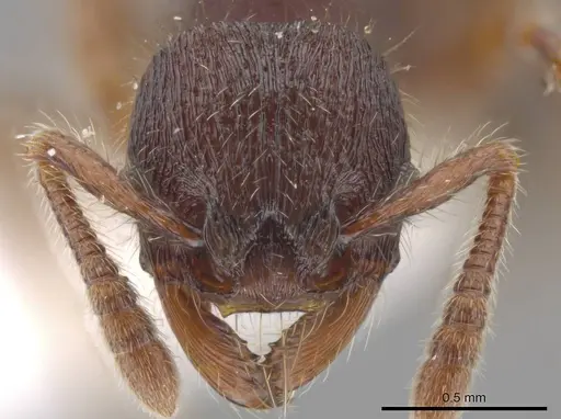Hylomyrma montana specimen INB0003665629 image inb0003665629_2